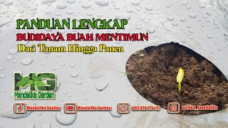 Panduan Lengkap Tanam Mentimun dari Tanam Hingga Panen || Budidaya Mentimun || MANDALIKA GARDEN