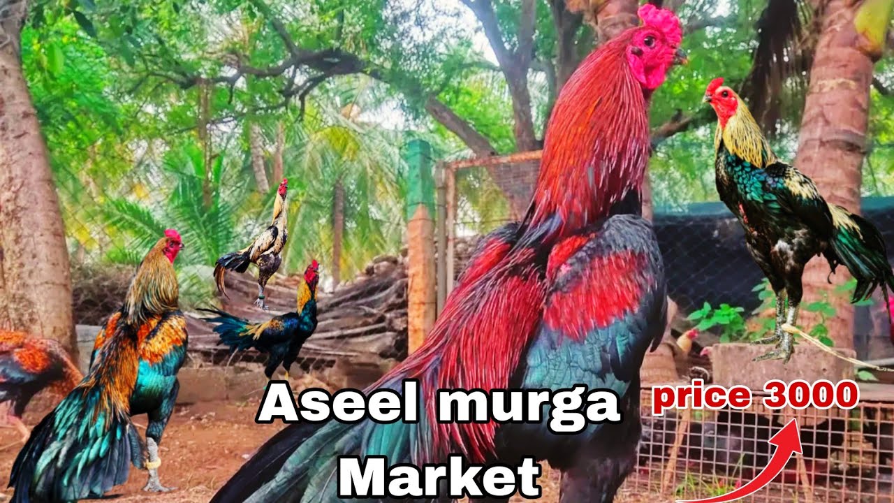 Aseel murga market Balrampur 