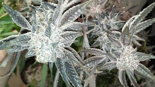 canuck seeds phenom 2/2 Tangie scout. medical marijuana