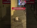 Il coniglietto Casper è la nuova mascotte di Parigi: incanta i passanti saltellando per Le Marais