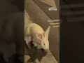 Il coniglietto Casper è la nuova mascotte di Parigi: incanta i passanti saltellando per Le Marais