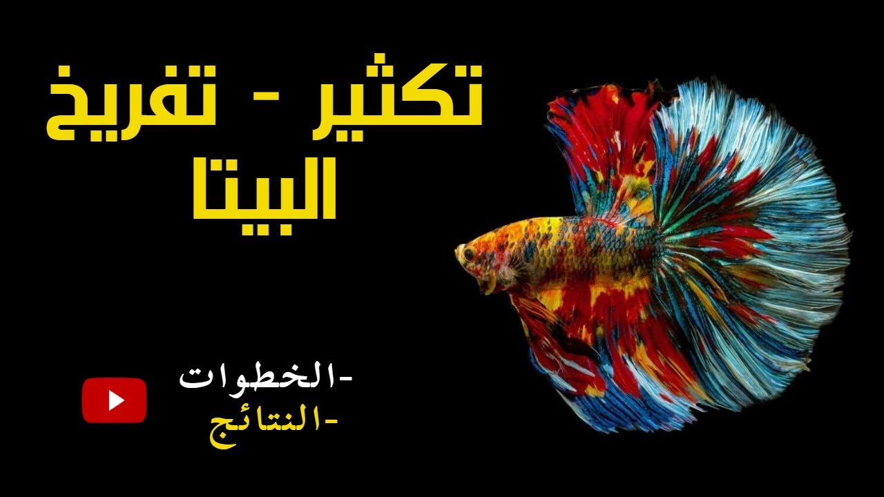 طريقة تزاوج وتفريخ سمك البيتا - الفايتر
