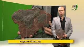 Mi̇lyonlarca Yildir Deği̇şmeyen Deni̇z Laleleri̇