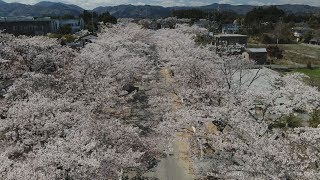 コロナでさくら祭り中止に 福島県富岡町の桜の名所
