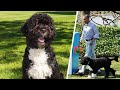 Former 1st Dog Bo Obama Dies at Age 12 of Cancer