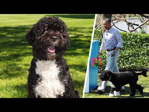 Video: Pet Scoop: Actorul Teen salvează mii de animale de companie, Bo Obama inspectează Casa Albă