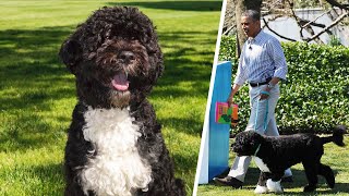 Former 1st Dog Bo Obama Dies at Age 12 of Cancer