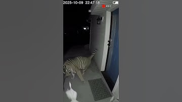 Women at Home Attacked By Tiger  😱😱🐯 #cctv #attack