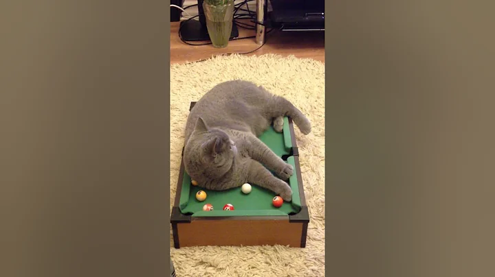 Watch the video about British blue cat play pool!