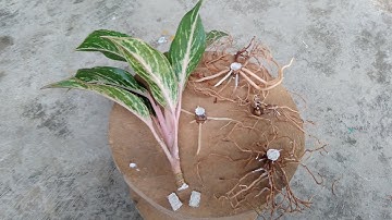 Extreme Aglaonema Propagation With Update