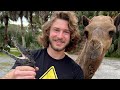 Catching Crocodiles with CAMELS!