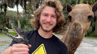 Catching Crocodiles with CAMELS!