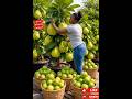 full guide on 2 ways to grow a high yield guava at home using a bucket with the best soil mixture