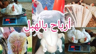 أرباح بالهبل? اليوم 30 نهينا الدوره في اليوم 30 بوزن 3 كيلو بارخص بديل علف بنص كميه العلف ?اشتغل صح