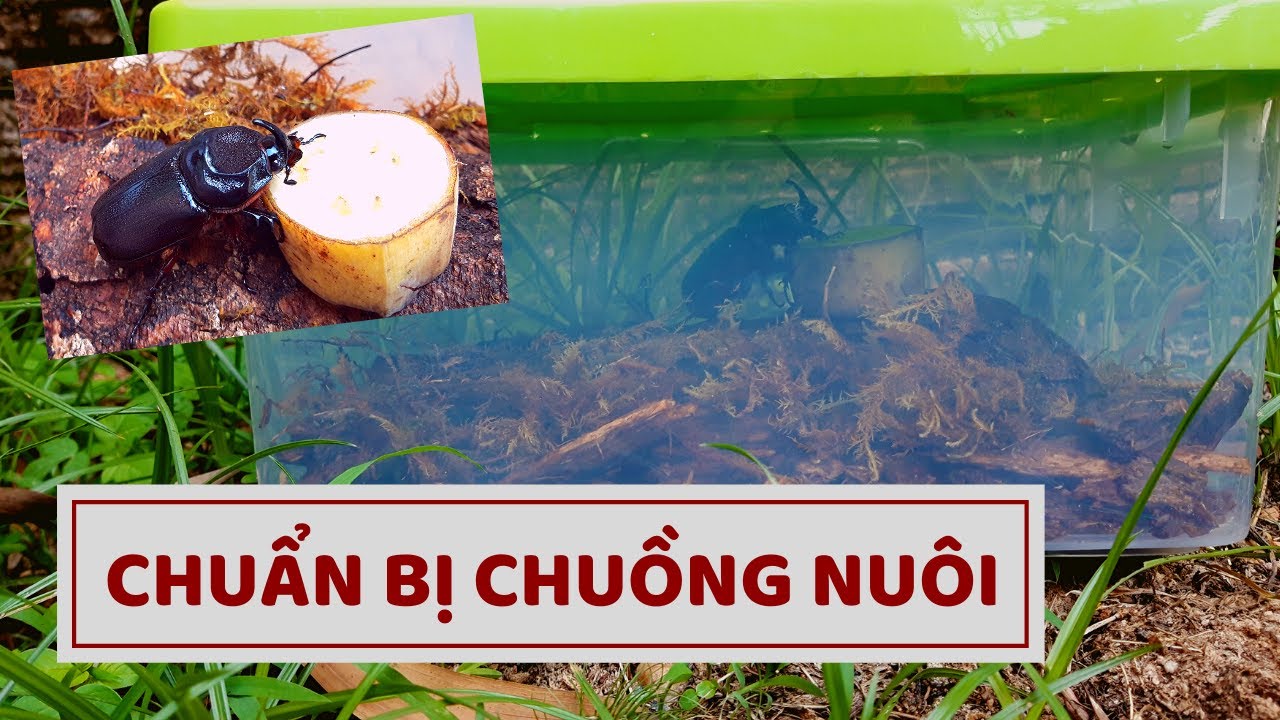 CHUẨN BỊ CHUỒNG NUÔI BỌ CÁNH CỨNG
