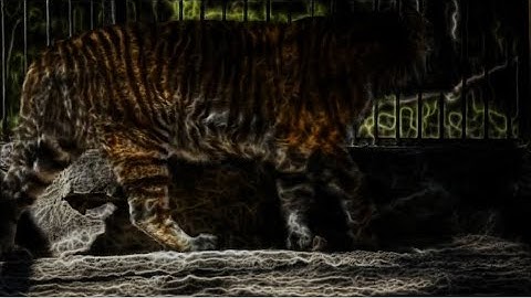 Slime simulation using python