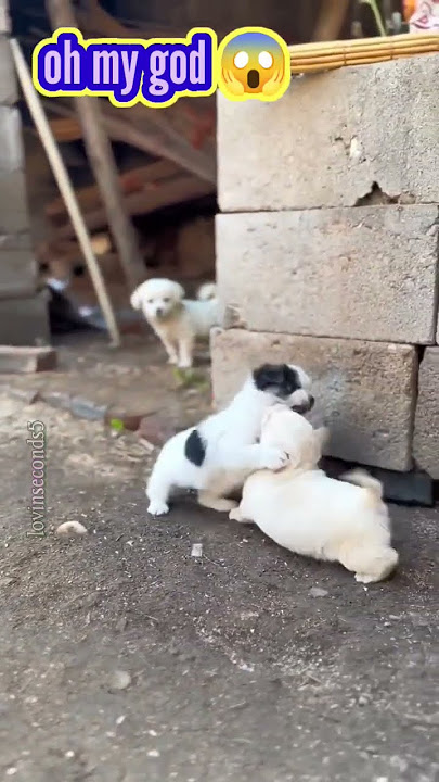 baby dogs fighting 😱🐕 #puppy #babydogs #viral #dog #funny #shorts
