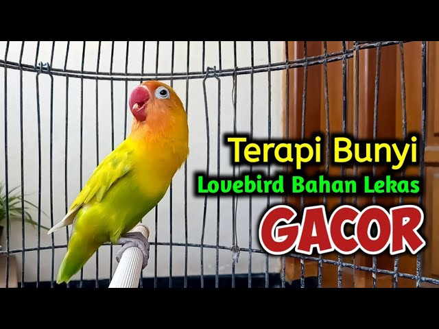 SUARA BURUNG LOVEBIRD NGEKEK PANJANG FIGHTER, SUARANYA AMPUH JADIKAN Lovebird Gacor NYAUT SEKETIKA class=