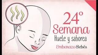 SEMANA 24 de #Embarazo | 6º Mes | Semana a semana - YouTube