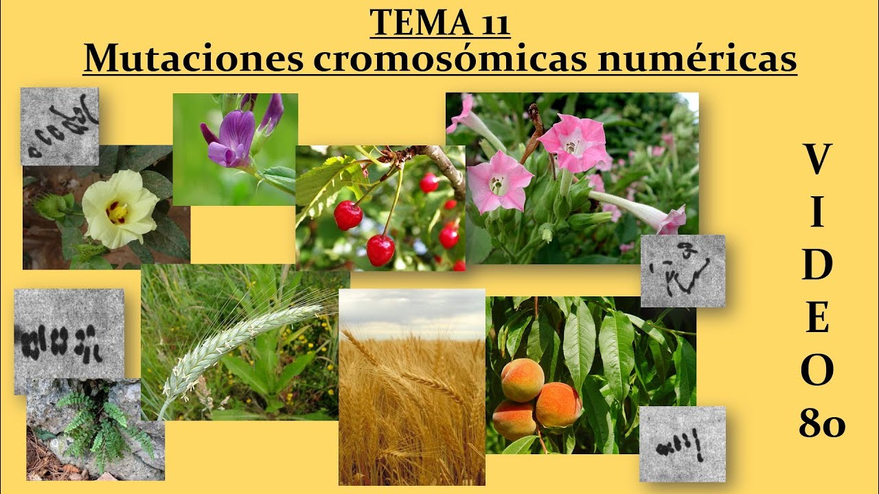 83 Tema 11 Mutaciones Cromosómicas Numéricas. Genética (Cód. 2030)