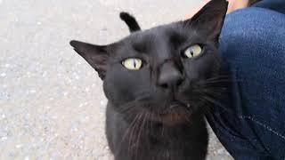 島から帰ってくる人に挨拶をして回る黒猫をモフモフしてみた
