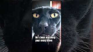 don't look up Larry knows#larry#cats#funny