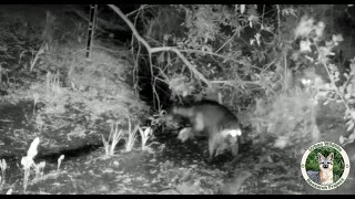 Trail Camera | Raccoons Fall Out of Tree [4/2023]