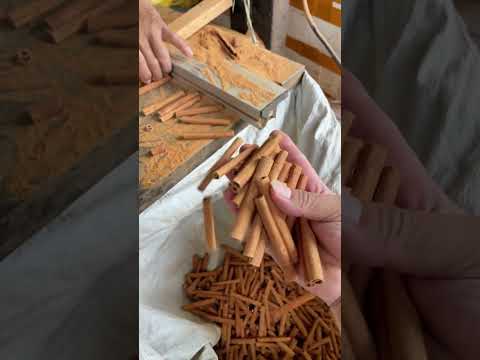 Best cassia from China
