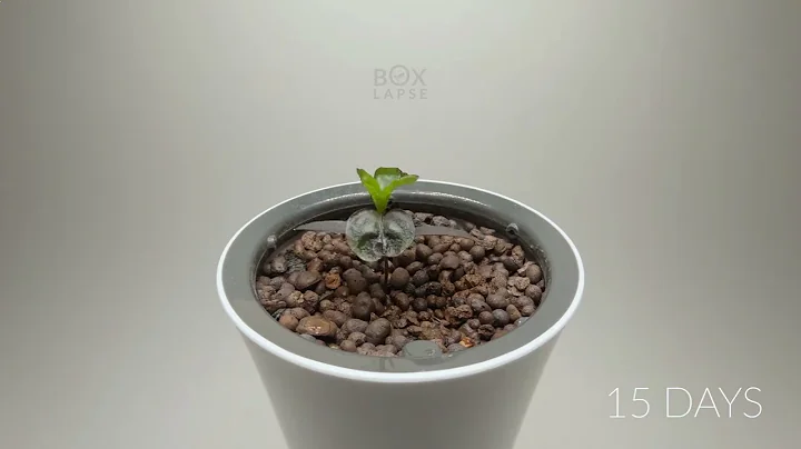 100 Days in 1 minute   HYDROPONIC CHILI PEPPER Tim...