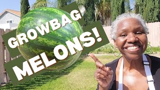 How to Grow Melons In a Small Space