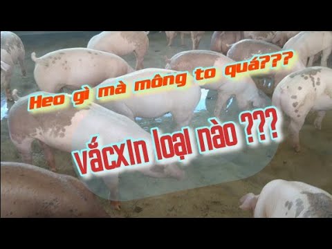 Video Cách tiêm vắcxin cho heo từ lúc cai sữa đến xuất... - youtube