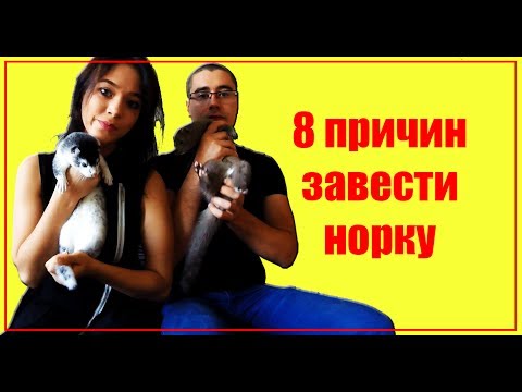 8 причин завести НОРКУ!