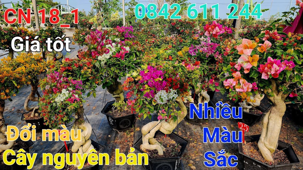 Nhay 18_1_2026 đổi màu nguyên bản cây nhiều màu giá tốt ☎️0842 611 244. CTMT 