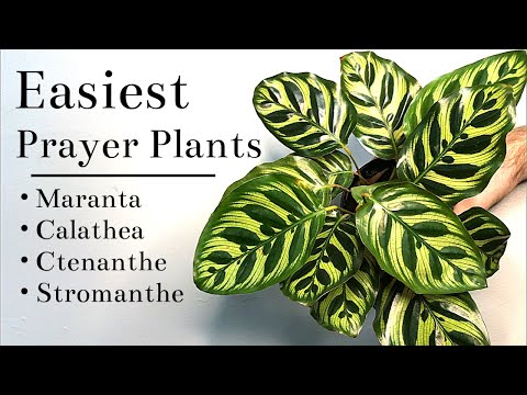 Video: Peacock Plant Care - Ta vare på Calathea Peacock Houseplants