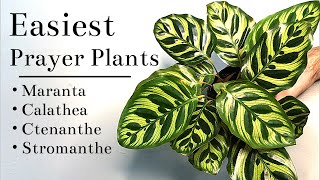 Easiest Prayer Plants To Grow Indoors