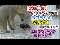 【危機一髪】ゴイサギの子の災難,、ホウチャンやめて～！声が飛び交う💗仕留めないのは優しさか？【天王寺動物園】
