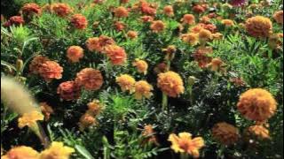 Eminence Organic Skin Care - Made in Hungary