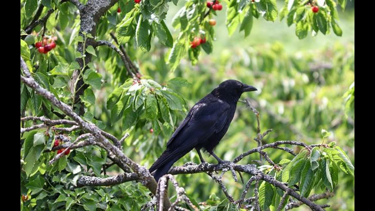 Черешня птица. Птицы которые клюют черешню. Птицы поедающие вишню. Дрозд на вишне. Птицы в огороде.