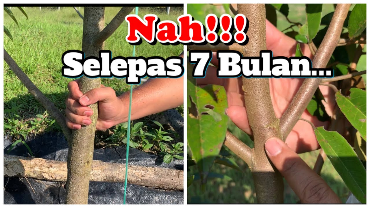 Selepas 7 Bulan Pohon Durian Dipenggal Pucuk, Ini Hasilnya...