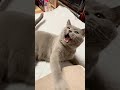 【iPhone動画】猫のωは最高だ!