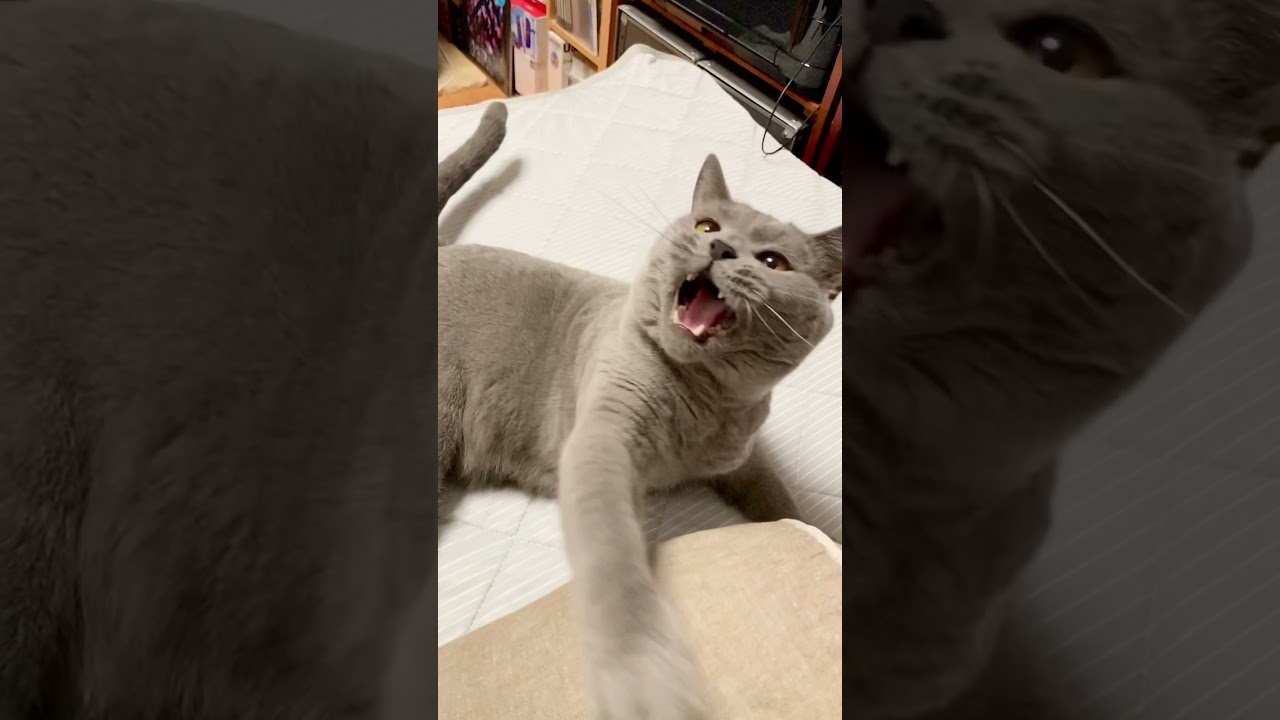 【iPhone動画】猫のωは最高だ!