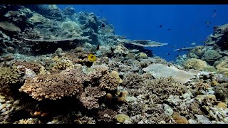 Coral reef scene at Leru Cut, Solomon Islands, 4K, December 23, 2024