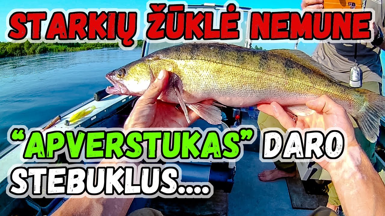 Starkių žvejyba NEMUNE Geriausias MASALAS starkiui pirmu metimu daro STEBUKLUS :D Apverstukas VALDO!