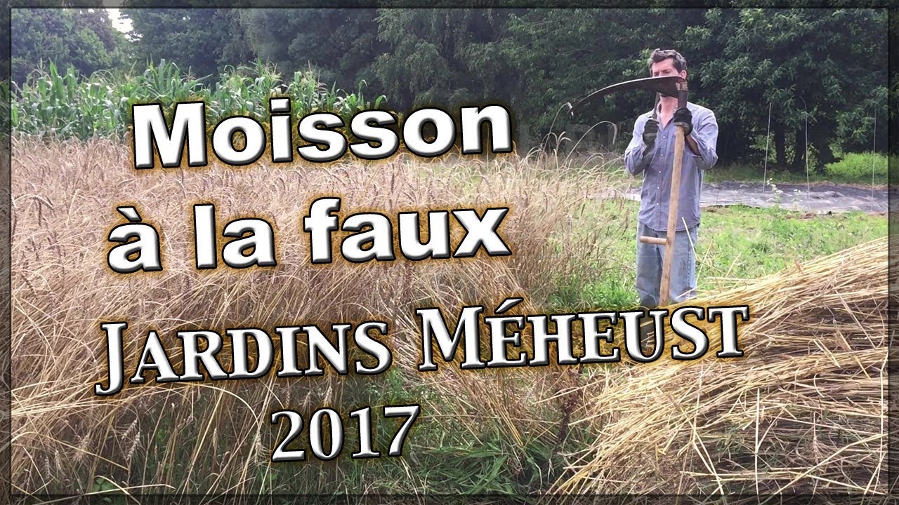 Moisson à la faux variétés ancienne de blé 2017 (essai) Jardins Méheust ...
