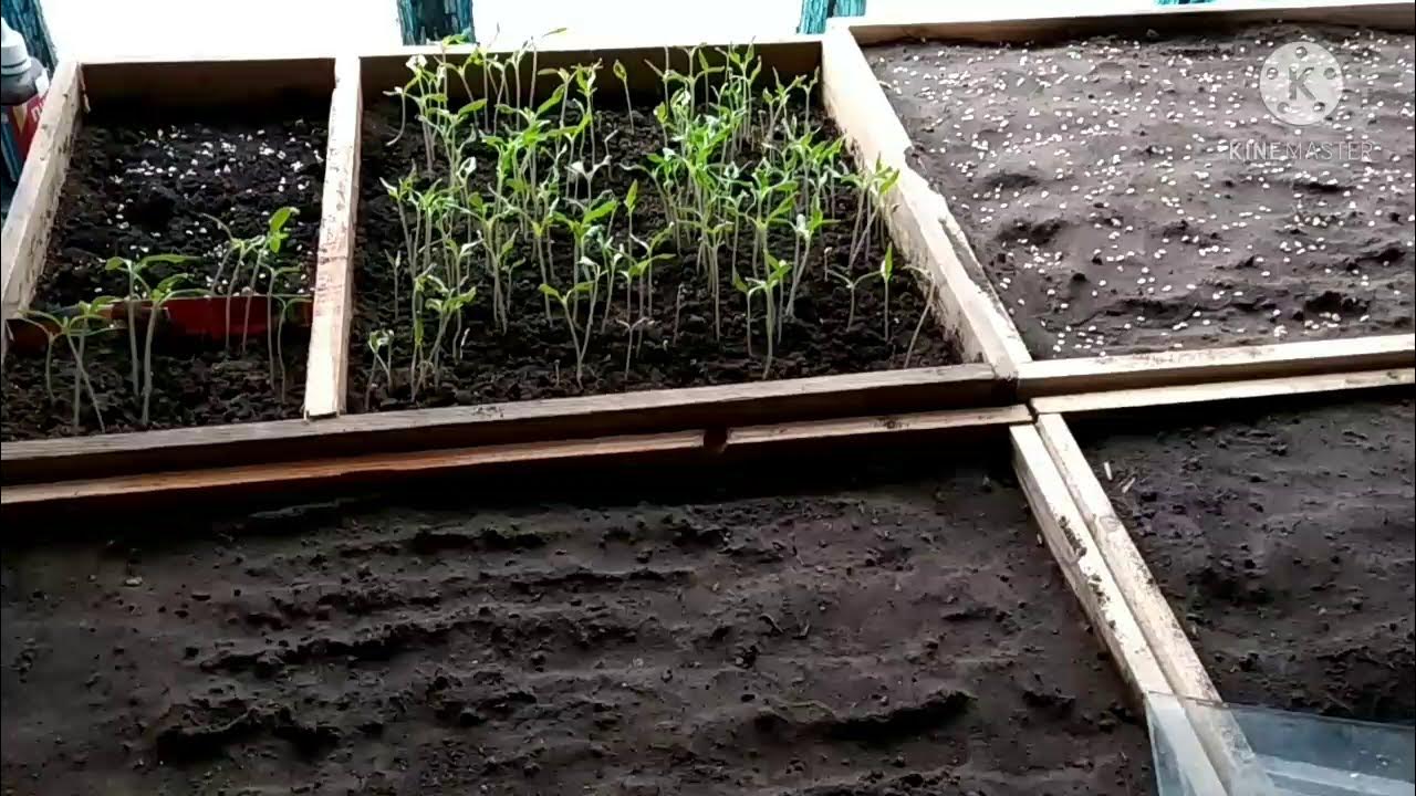 Посадка томатов на рассаду видео. Посадка томатов на рассаду видео