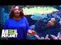 ¡Mira el divertido acuario de Sherri Shepherd! | Con el agua al cuello | Animal Planet