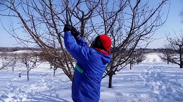 UMN Extension Apple Tree Pruning Part Three