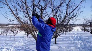 UMN Extension Apple Tree Pruning Part Three