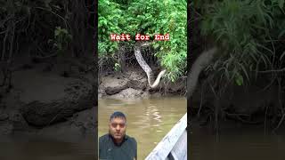 Sanke #snake #nature #wildlife #reptiles #animals #wilderness #footage #python #explorer #scary