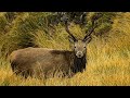 Searching for Red Stags in the Backcountry - New Zealand Public Land Hunting 2020